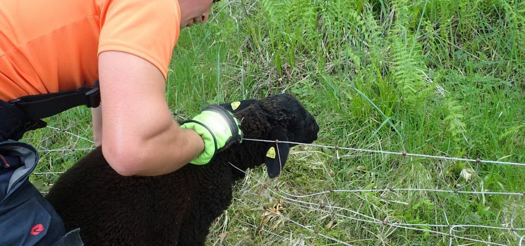 2017-05-20-Tierrettung-Vöcklaberg-Kaiserweg