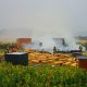 2017-07-20-Brand-Sonnenblumenfest
